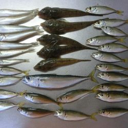 盆休み最後のファミリーフィッシング