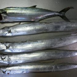 タチウオワインドでサゴシもGET