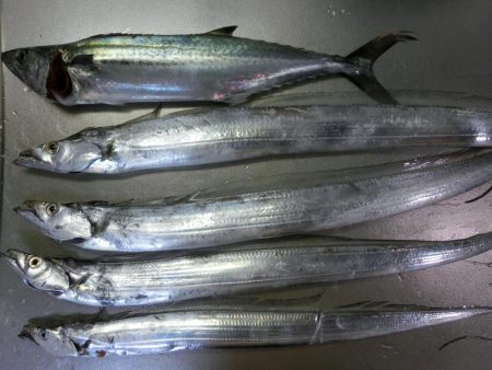 タチウオワインドでサゴシもGET