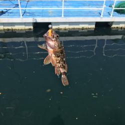 チニング、ライトゲーム