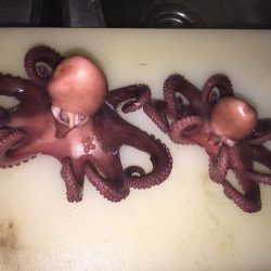 今日も取ったぞー！③