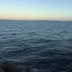 タチウオは何処に