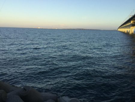 タチウオは何処に