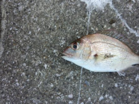 タコおった！！