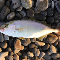 暑い中頑張ったっすよ？