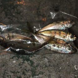 まずまずの釣果？