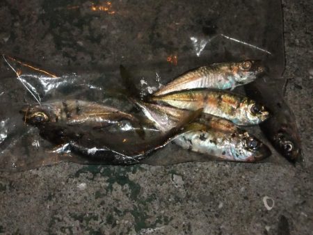 まずまずの釣果？