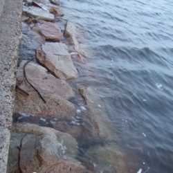 台風後のタコ爆釣