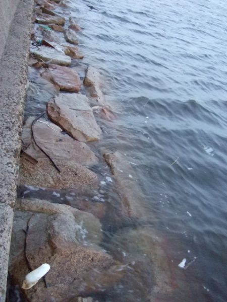 台風後のタコ爆釣