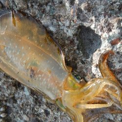 アオリイカ調査