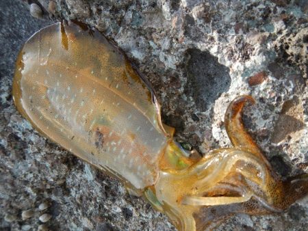 アオリイカ調査