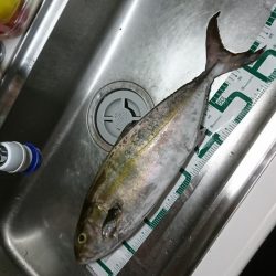 盆休み明けて初LSJ