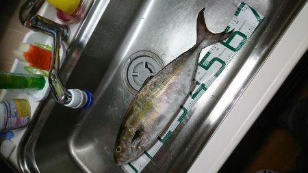 盆休み明けて初LSJ