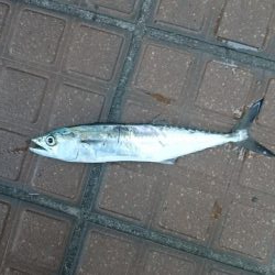 デイアジング成立！