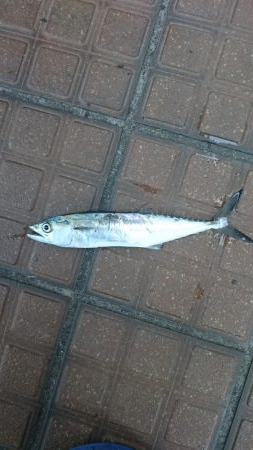 デイアジング成立！