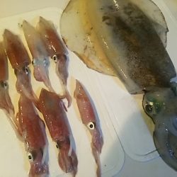 ケンサキぃょぃょスタートか!?