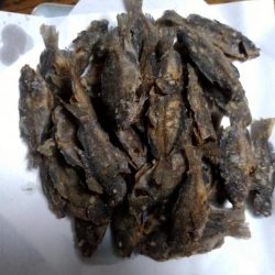 サビキ仕掛けで小グレが大漁