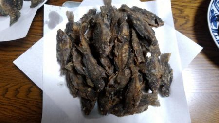 サビキ仕掛けで小グレが大漁