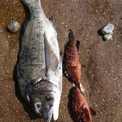 チニング&ロックフィッシュ