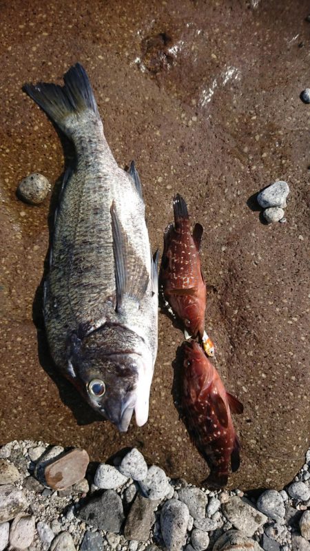 チニング&ロックフィッシュ