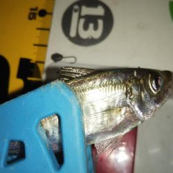 マズメアジング