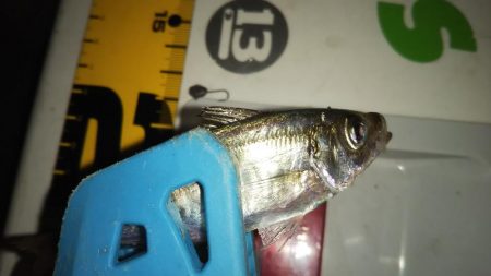 マズメアジング