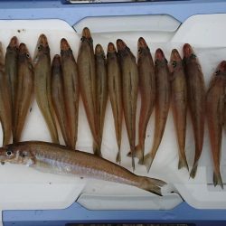 久しぶりのキス釣り