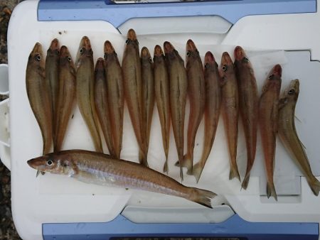 久しぶりのキス釣り