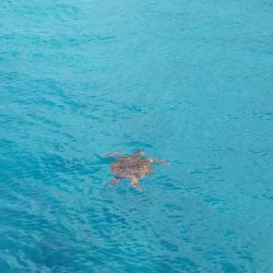 八丈島スーパーショアジギング