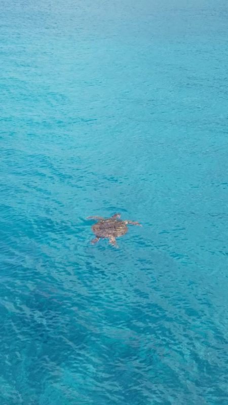 八丈島スーパーショアジギング