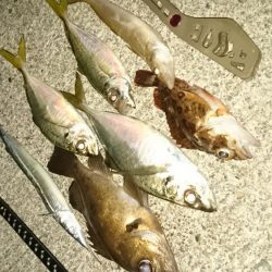 いろいろ釣れたアジング
