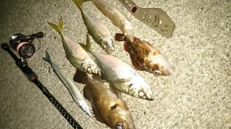 いろいろ釣れたアジング