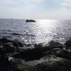 なんとかアコウ釣れました