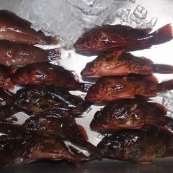 この暑さー夏だなー