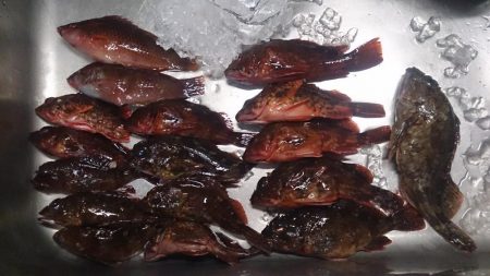 この暑さー夏だなー