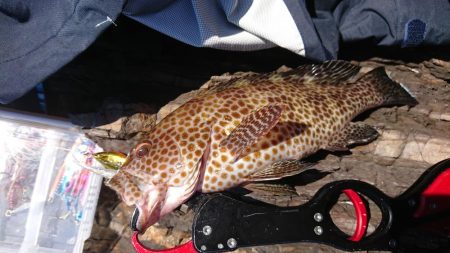 グルーパーゲーム