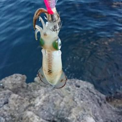 まだまだ小さい