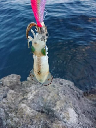 まだまだ小さい