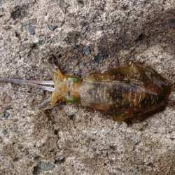 ひどい濁りの中