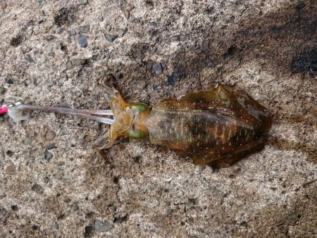 ひどい濁りの中