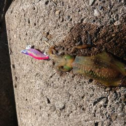 やっぱりチビばかり