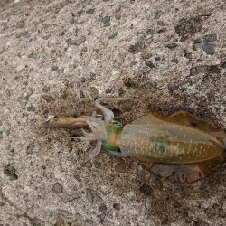 少しサイズアップ