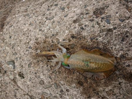 少しサイズアップ