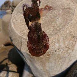 いつもの磯がおかしい