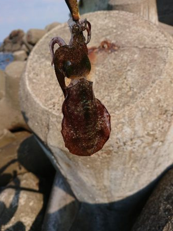 いつもの磯がおかしい