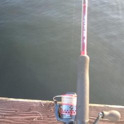 シーバスとアジ