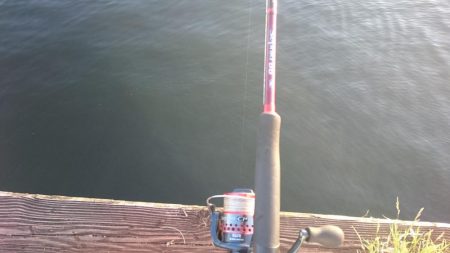 シーバスとアジ