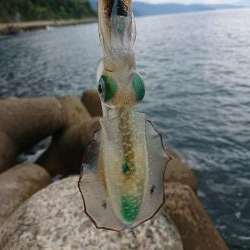 日中に来てみたが