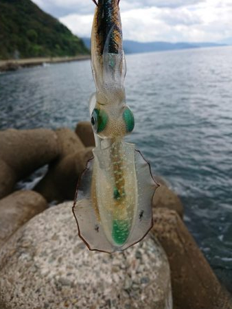 日中に来てみたが