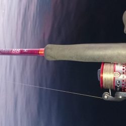 癒しのアジとタチウオ調査